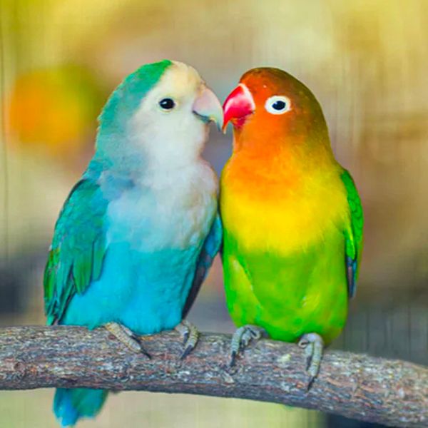 Birds